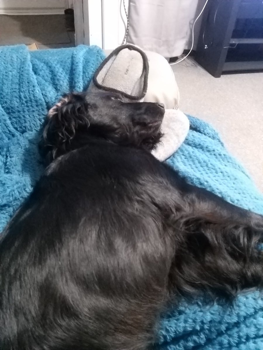 Hartley01Neil's tweet photo. Fast asleep our bryn,lovely little man.@d https://t.co/rbdBVvIBaS