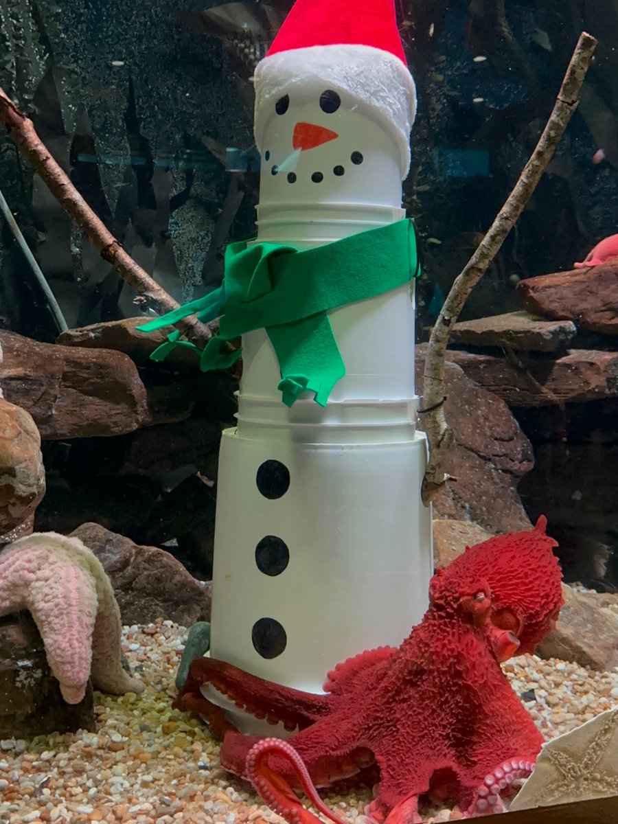 Our giant pacific octopus got his presents early this year! 🎅 We're open 8 a.m. - 4 p.m. on 12/24 and 12 p.m. - 6 p.m on 12/25. It's the perfect time to catch Holidays at Georgia Aquarium before it melts away on Jan 1.! 🎄 ❄️