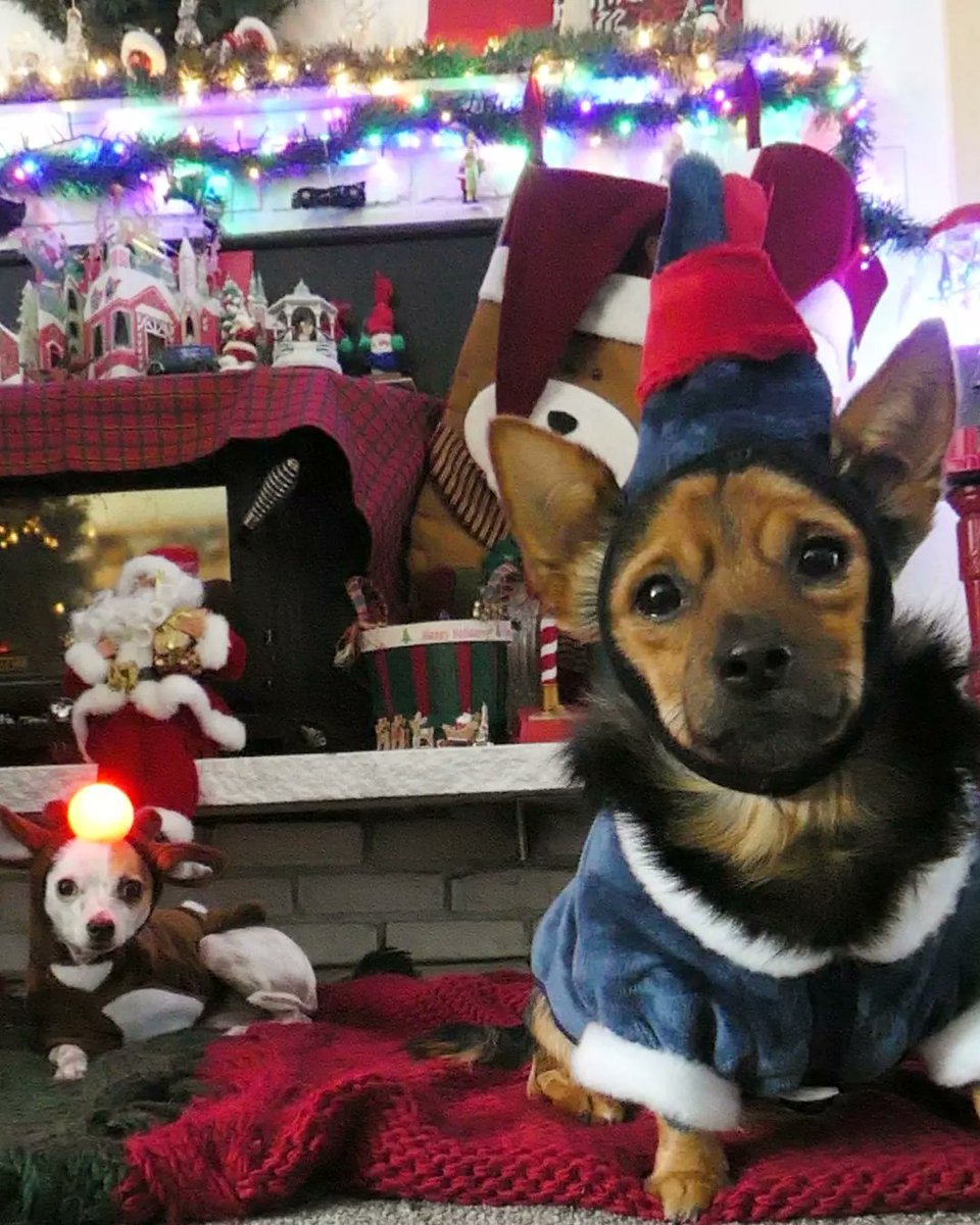 sproutpups's tweet photo. A couple of misfits.
Merry Christmas! 🦌
#hermeytheelf #hermeythedentist #rudolphtherednosedreindeer #rudolph #alfalfasprout #Brusselsprout https://t.co/RO3uhhce7X