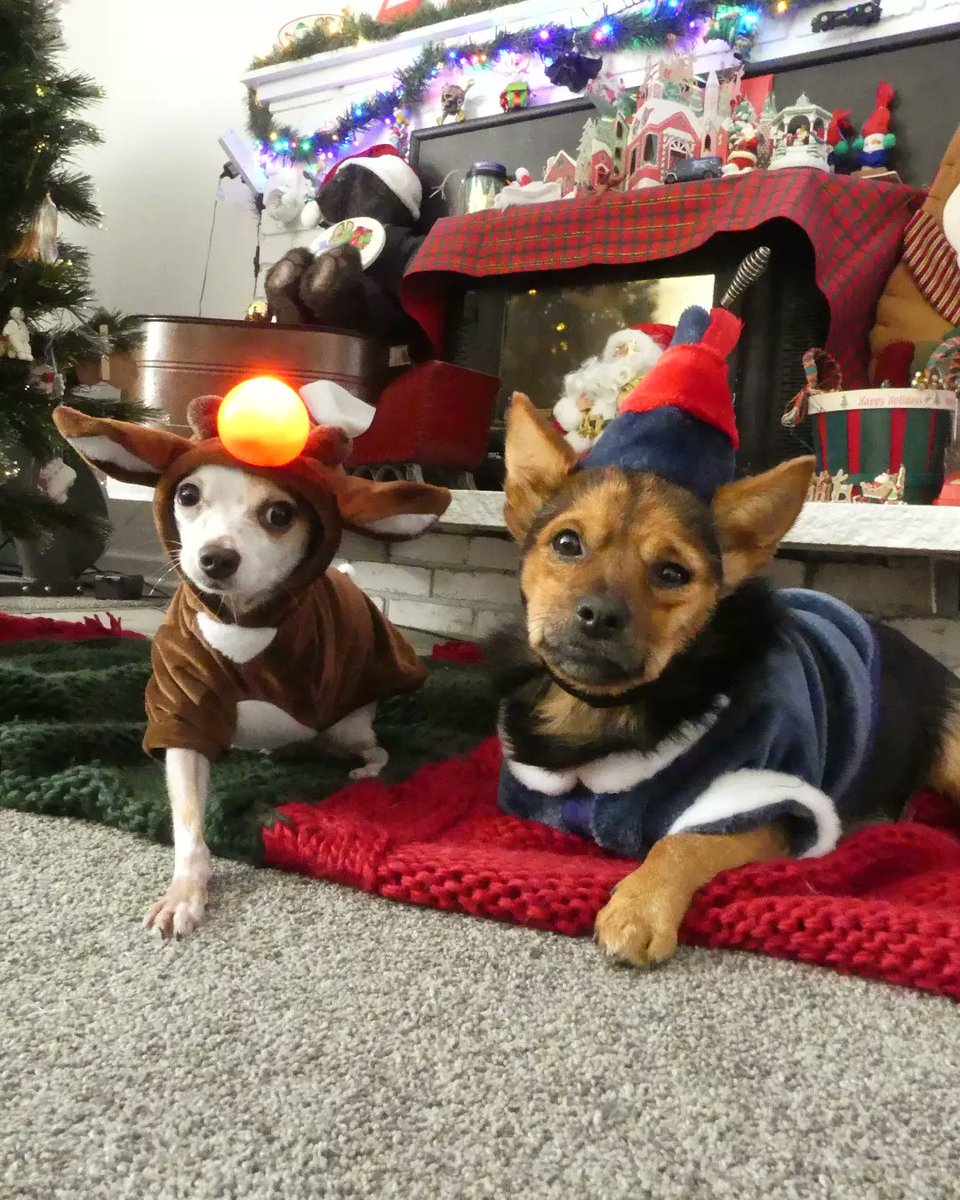 sproutpups's tweet photo. A couple of misfits.
Merry Christmas! 🦌
#hermeytheelf #hermeythedentist #rudolphtherednosedreindeer #rudolph #alfalfasprout #Brusselsprout https://t.co/RO3uhhce7X