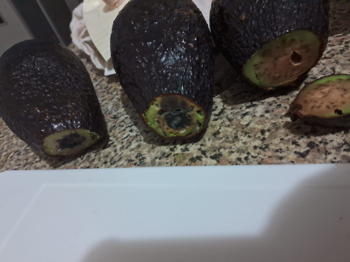 gerardo_araneda's tweet photo. @LIDERcl Señores Lider Valle Grande Lampa, como pueden pedir $5.000 el kilo de Palta Hass y vienen todas podridas... no 3 meses tienen acá... impresentable!!! 😡 @SERNAC https://t.co/okwVL1g35O