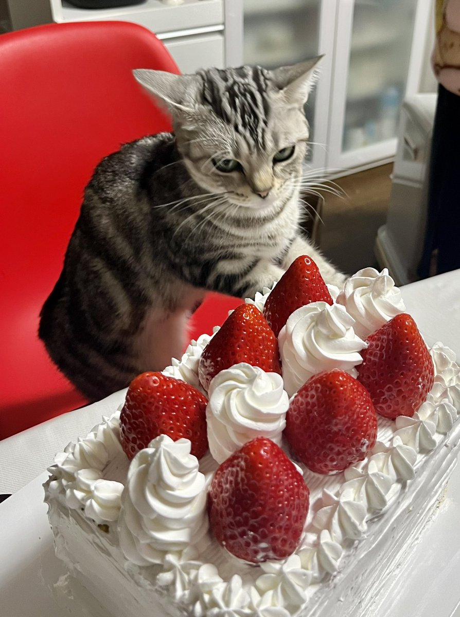いいね制限🚫もらい落ち込んでます😿

今年は忘年会の復活で、連日飲み歩き過ぎて調子が良いよな悪いようなです🚐💦

愛娘特製のクリスマスケーキを狙う🐱