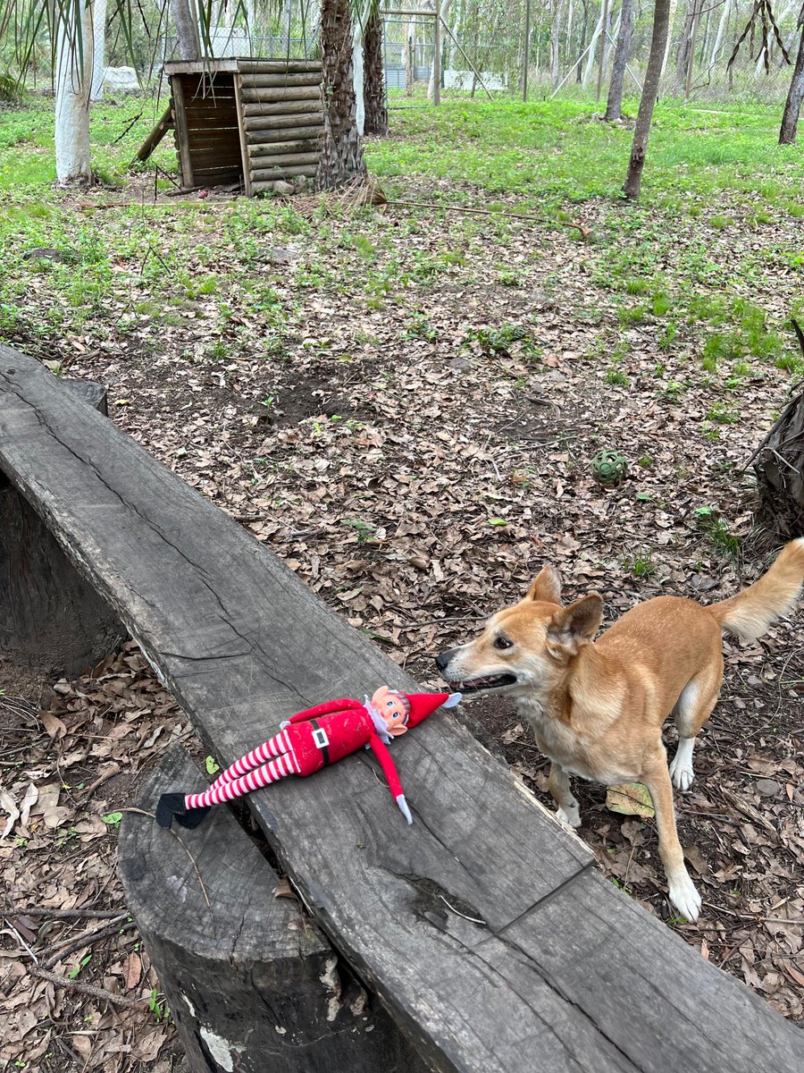 wildsurround's tweet photo. Wishing everyone a joyful and love-filled Christmas! May this festive season bring happiness and make your dreams come true. 🐾🎄Merry Christmas! 🎄🐾

#wildlifesurrounds #dingoes #dingo #Christmas2024 #ChristmasCheer #HolidaySpirit  #MerryChristmas #followers #love https://t.co/VodDj43XJZ