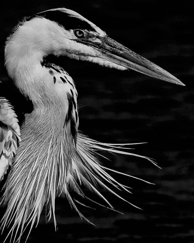 BSshunter's tweet photo. @WLH1972 One of my shots from this year is B&amp;W Heron.... https://t.co/TKerXOAMCm