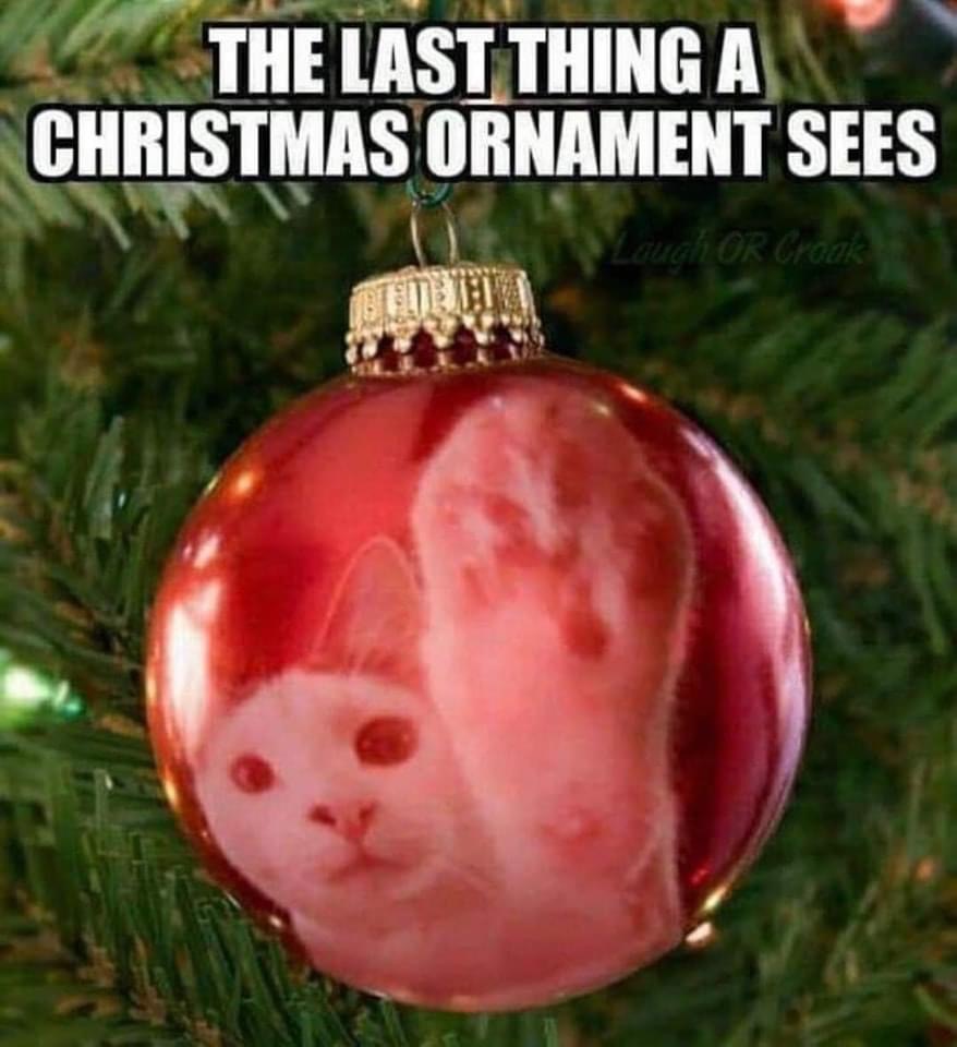 TheCatnipTimes's tweet image. 