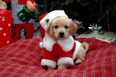 WoofWifeWorld's tweet photo. Celebrate the holiday season with family, friends, and furry companions! Embrace the festive spirit and create lasting memories. Spread happiness, love, and warmth to those around us. 🎄🐶 #SpreadHolidayCheer #CherishedMemories https://t.co/PI0aIQdHL7