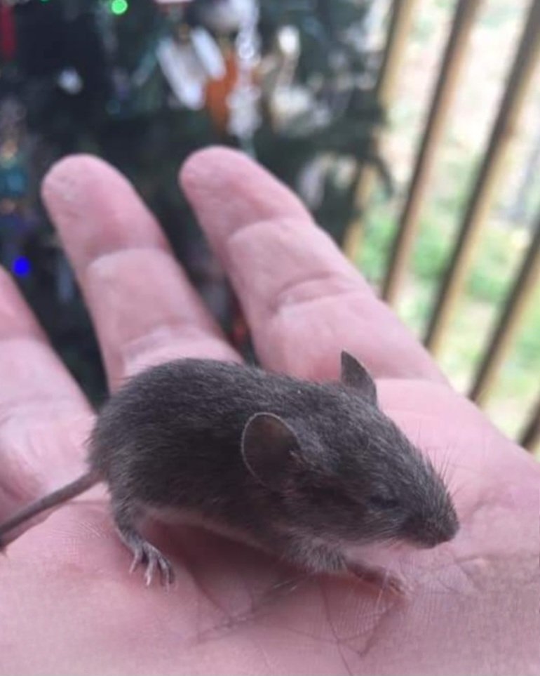 TexasBosssLady's tweet photo. I found this lil guy by my outdoor tree... c'mere, lemme snuggle you 
🐁 🪤 🐭 #ChristmasMouse https://t.co/TN417bEzfs