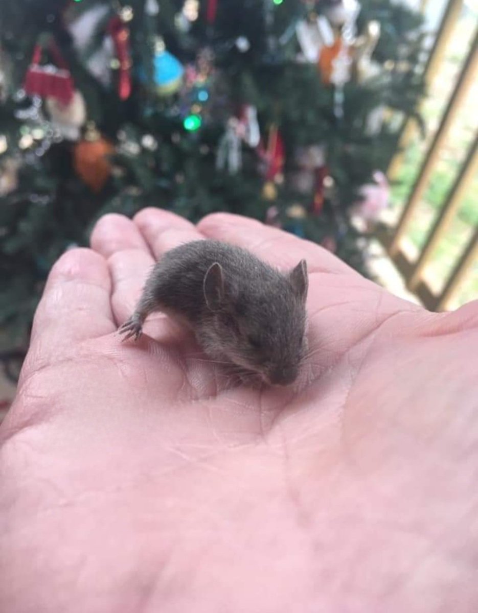 TexasBosssLady's tweet photo. I found this lil guy by my outdoor tree... c'mere, lemme snuggle you 
🐁 🪤 🐭 #ChristmasMouse https://t.co/TN417bEzfs