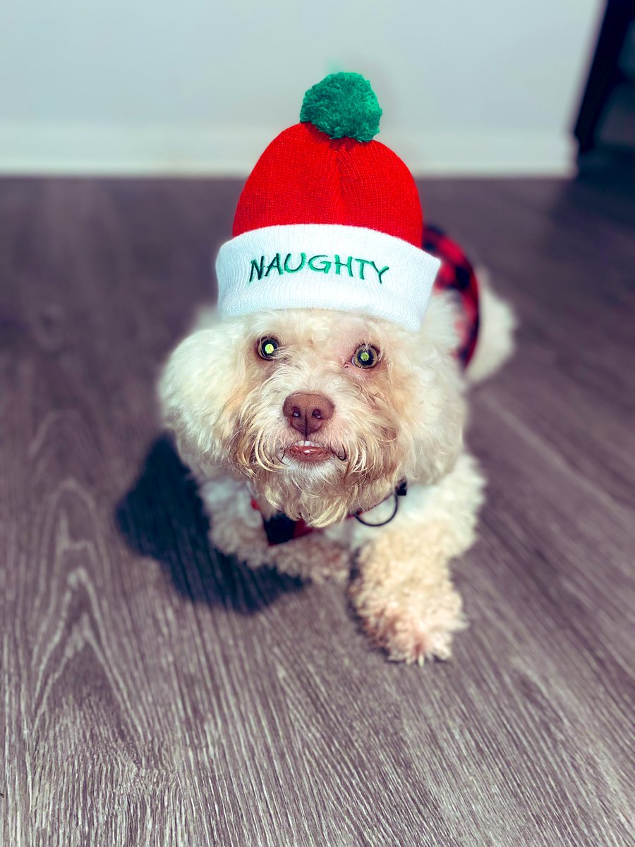 beautyawakenz's tweet image. Happy holidays❤️💚

#ourfirstchristmas #adoptlife #angel #naughtylist