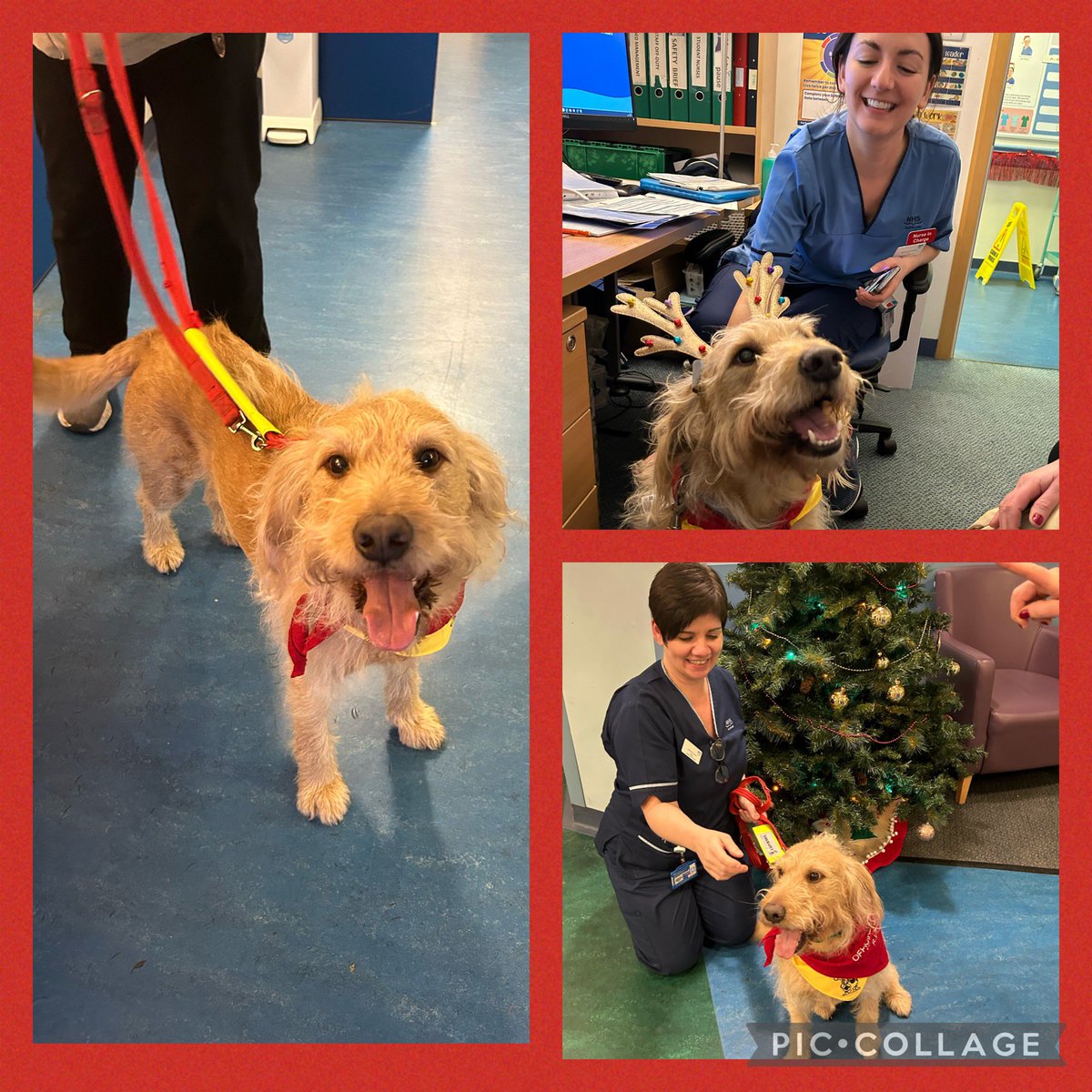 Sully was helping us get in the Christmas spirit today in @204rie 🎅🏻🎄 #happydog #therapet @CanineConcern @NHSLVolunteers
