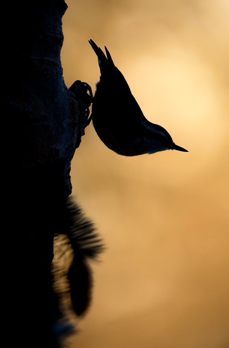#ArtAdventCalendar 2023
Dec. 24
A red-breasted nuthatch pauses for a moment to enjoy the sunset.