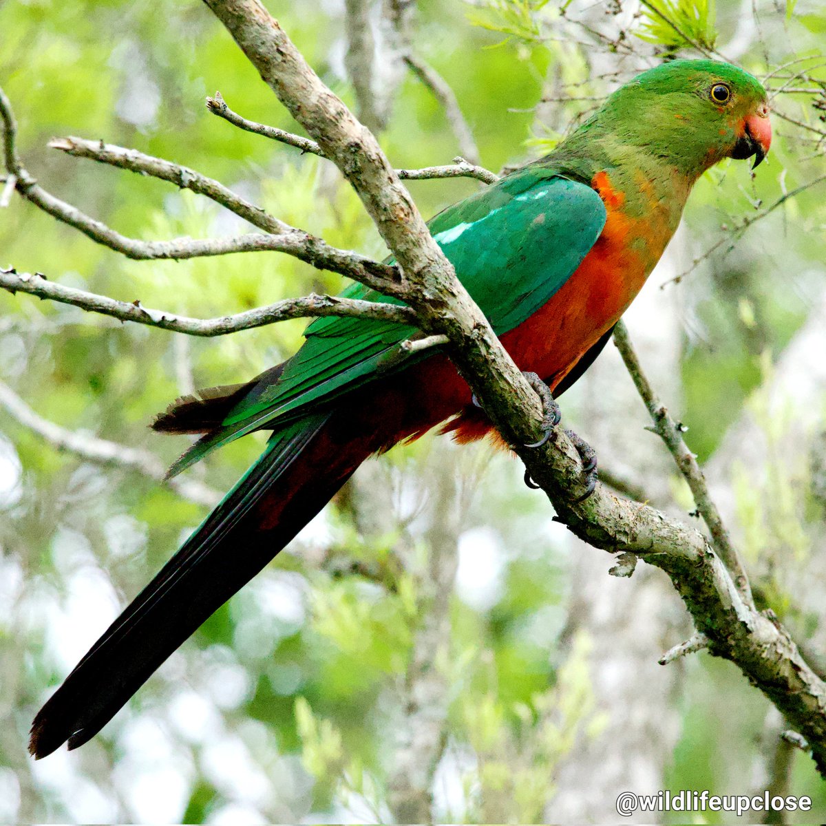 Wishing Everyone a Very Happy Christmas 🎄 😊 🪶 Female King Parrot 🦜 🇦🇺