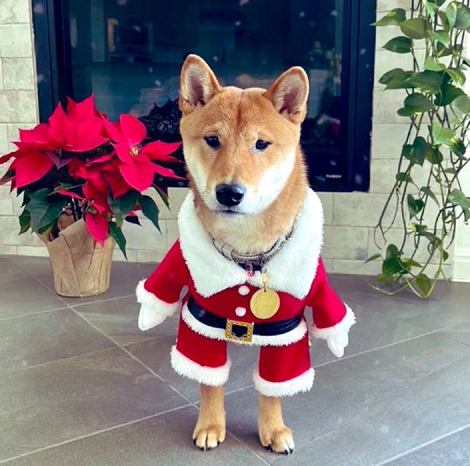 dogeofficialceo's tweet photo. Merry Dogemas! 🎅🏻 https://t.co/3kqeXjh26h