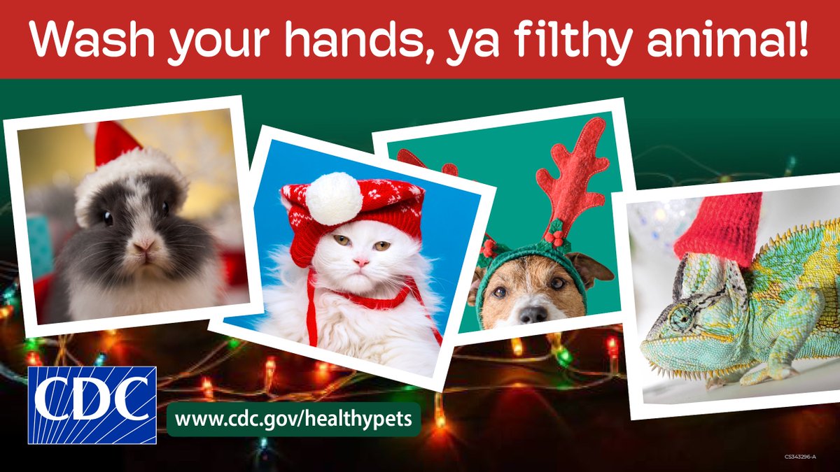 CDC_NCEZID's tweet photo. It’s 🐕 so 🐈 fluffy! 🐥 

While animals can be adorable to touch, some may carry germs that can make people sick. Wash your hands often, like after touching pets or their food, to prevent the spread of germs this holiday season and always! 

Learn more: https://t.co/BtQ55iWmF5 https://t.co/kpKYU2l1YR