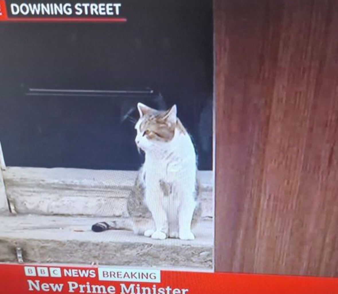 ShouldHaveCat's tweet photo. our new prime minister https://t.co/rYUvjZVdOM