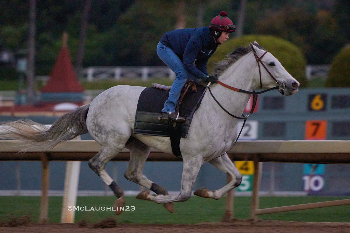 White Abarrio under jockey Emily Ellingwood 5F in 1:04.60 this morning for trainer Richard Dutrow @santaanitapark @RickDutrow59 @C2RacingStable @EmEllingwood