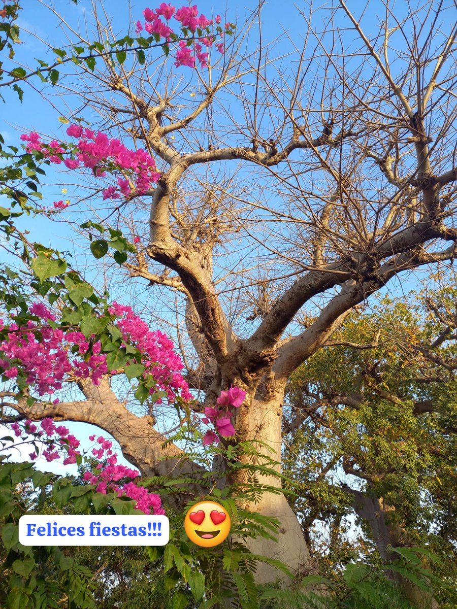 Senegal Development Conslting tweet media