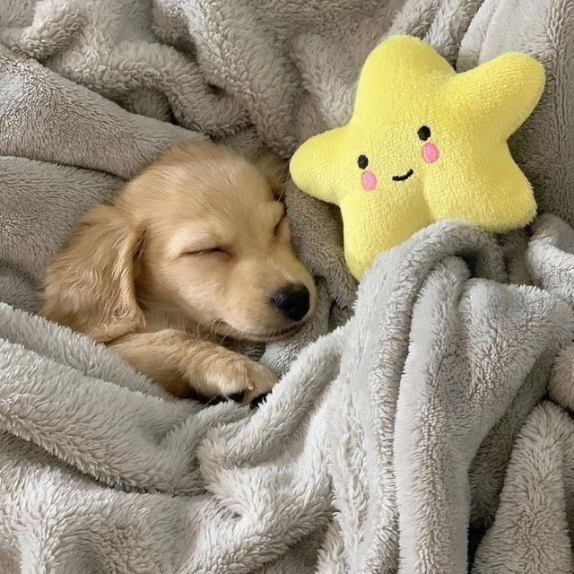 💖 (@twaniimals) on Twitter photo 