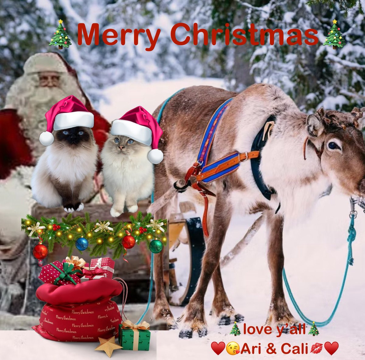 ElizGriff2016's tweet photo. #PhotoChallenge2023December Day 24 Presents. Mama says the best presents are just love. Sending y’all lots of ♥️♥️♥️
♥️🎄😘Ari &amp; Cali💋♥️ #Cats https://t.co/jIdWpg69m8