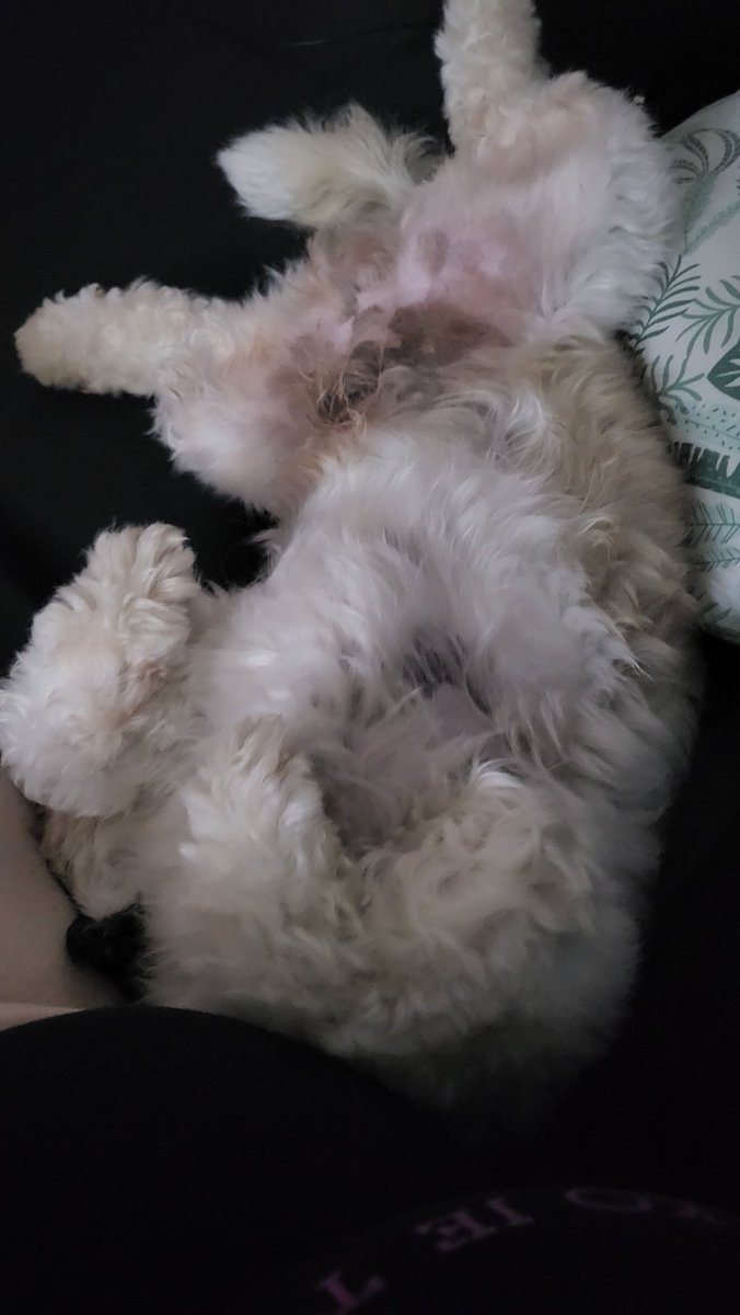 Miśka Przestrzelska tweet media