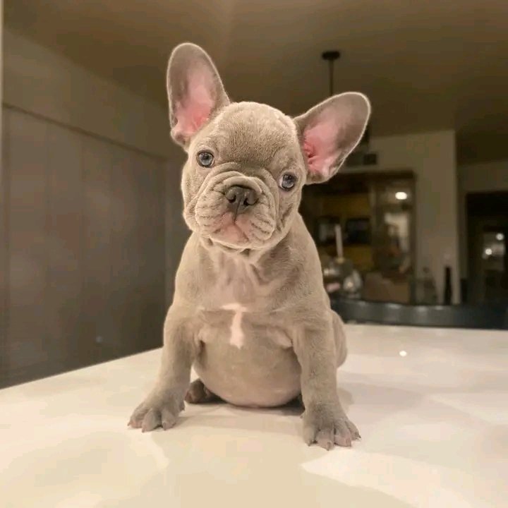 rc_skycode's tweet photo. 💞🐕 https://t.co/5qkMookjk2