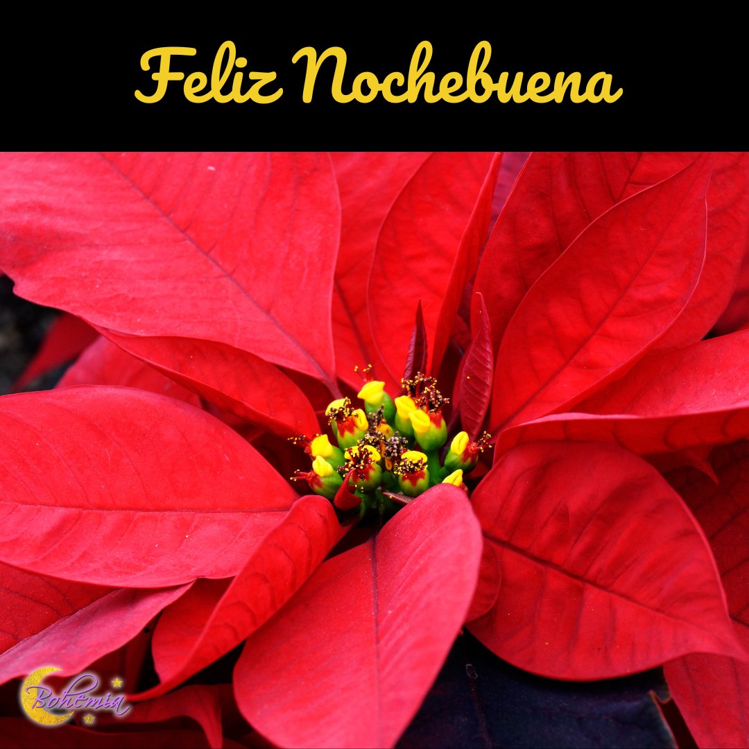 LunaBohemiaShop's tweet image. ✨ Wishing you a Feliz Nochebuena filled with love, laughter, and joy! May your night be merry and bright as you gather with loved ones to celebrate the magic of the season. 🌙

#LunaBohemiaShop #Nochebuena #FelizNochebuena #HolidayCheer #SeasonsGreetings #GratefulHeart