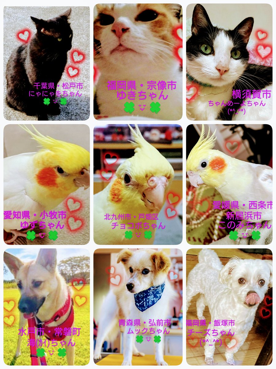 wanwan202319831's tweet photo. #迷子 #保護 #目撃 #情報 #拡散 #再会
大切な家族です🍀😌🍀
厳しい寒さになりました。
飼い主様皆様が一生懸命探されています。どんな情報でもお待ちしています。皆様のご協力お願いいたします。迷子ちゃん達みんなが無事でご家族の元へ🍀😌🍀
よろしく😉👍️🎶お願いいたします。(о＾∇＾о)✨ https://t.co/4Lnci6X0Vj