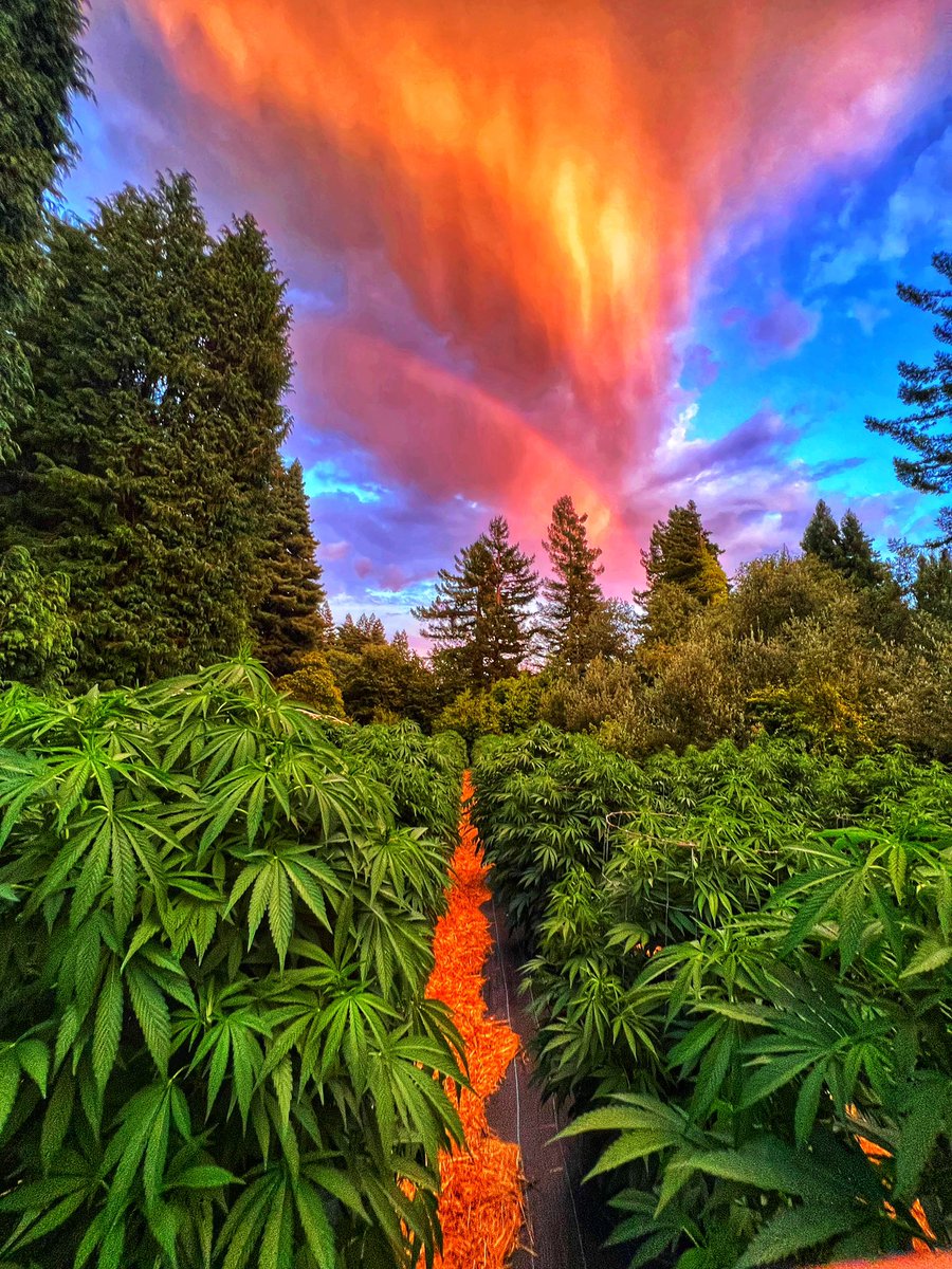 GalacticFarmer1's tweet image. My farm was banging this season! Look at that sexiness!!!