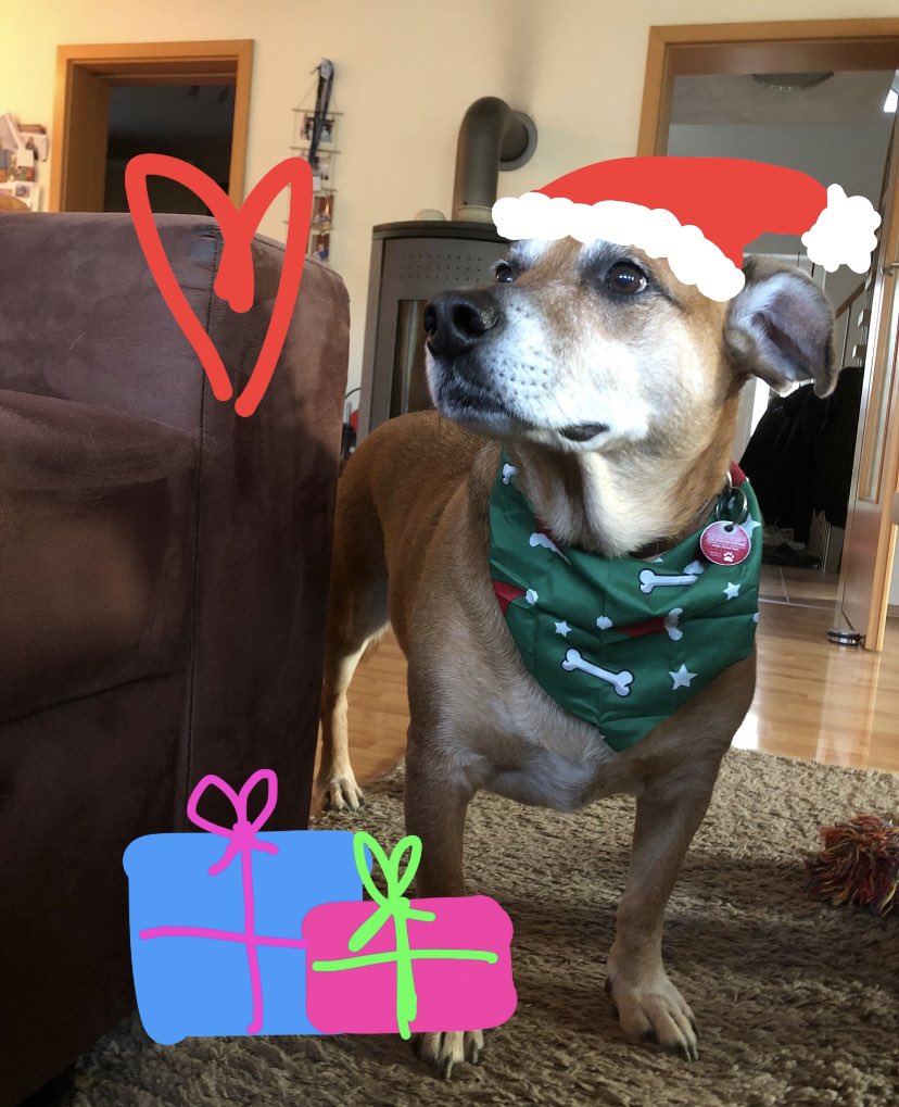 sadlystark's tweet photo. @aimseytwo my dog with his christmas badana!!! https://t.co/6WAGs8j4qZ