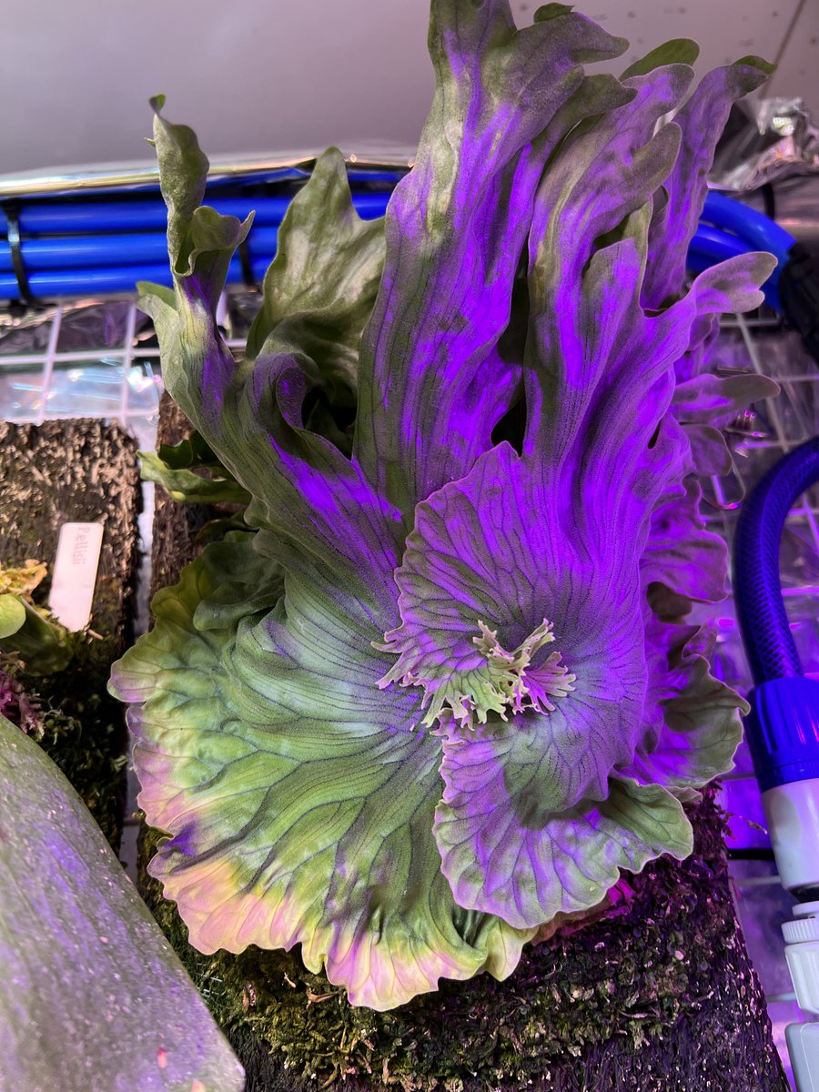 P. wandae (dwarf &amp; curling ?)
おはビ