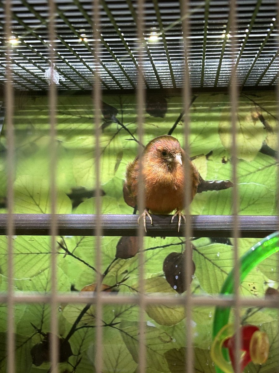 aredhel__'s tweet photo. look at this very good mystery birb at the petsmart, it had no sign but I appreciated it very much
#birdappreciation https://t.co/3WoUUOkiCa