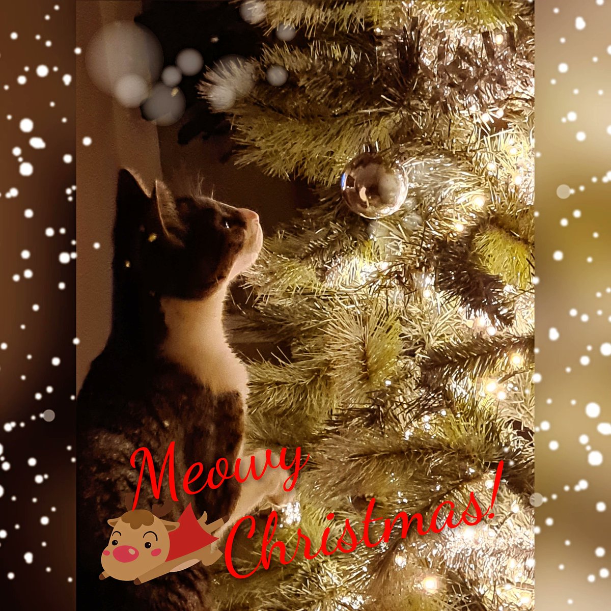 JustLautjee's tweet photo. Meowy Christmas✨️ https://t.co/EUQWzqtuVs