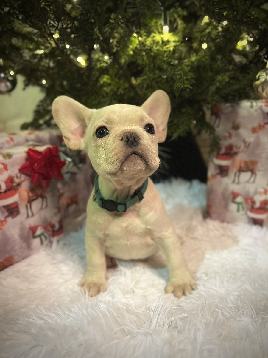eric95salazar's tweet photo. Mr turquoise is 9 weeks old as of today!! He is very timid and sweet,  he’s had 2 sets of shots and has been vet checked and cleared he’s ready for his forever home just in time for Christmas if you or anyone you know are looking for a new companion feel free to send me a pm https://t.co/cEIVY6T8cM