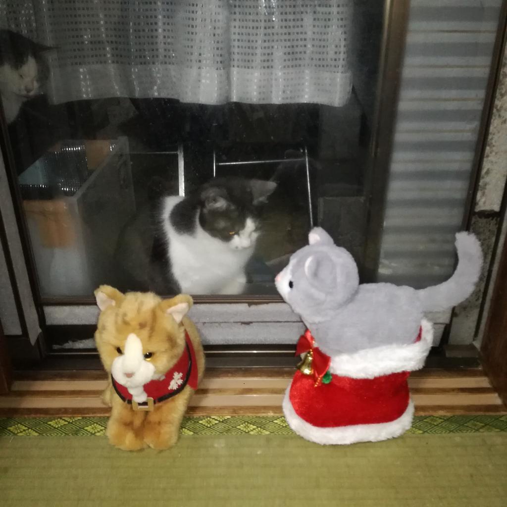 mini88888mini's tweet photo. メリクリ2023🎅🎄✨
🐱にゃんたさんから🍰✨ https://t.co/U51u3QORz2