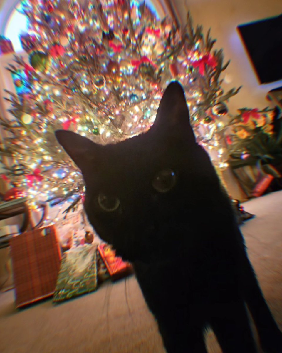 catwheezie🐾 tweet media