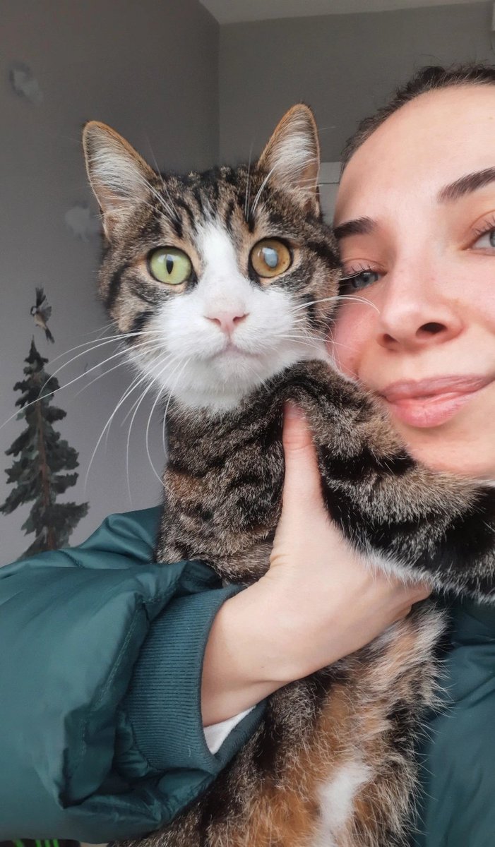 Guzellik kralicesi Safis onu hic terk etmeyecek yuvasini ariyooooooo❗❗❗ 
🎈4 yaş/ kısır/dişi ISTANBUL 🎈
Gorup gorebileceginiz en uysal en gurrgurrrr ve en insan canlisi kedi olabilir.