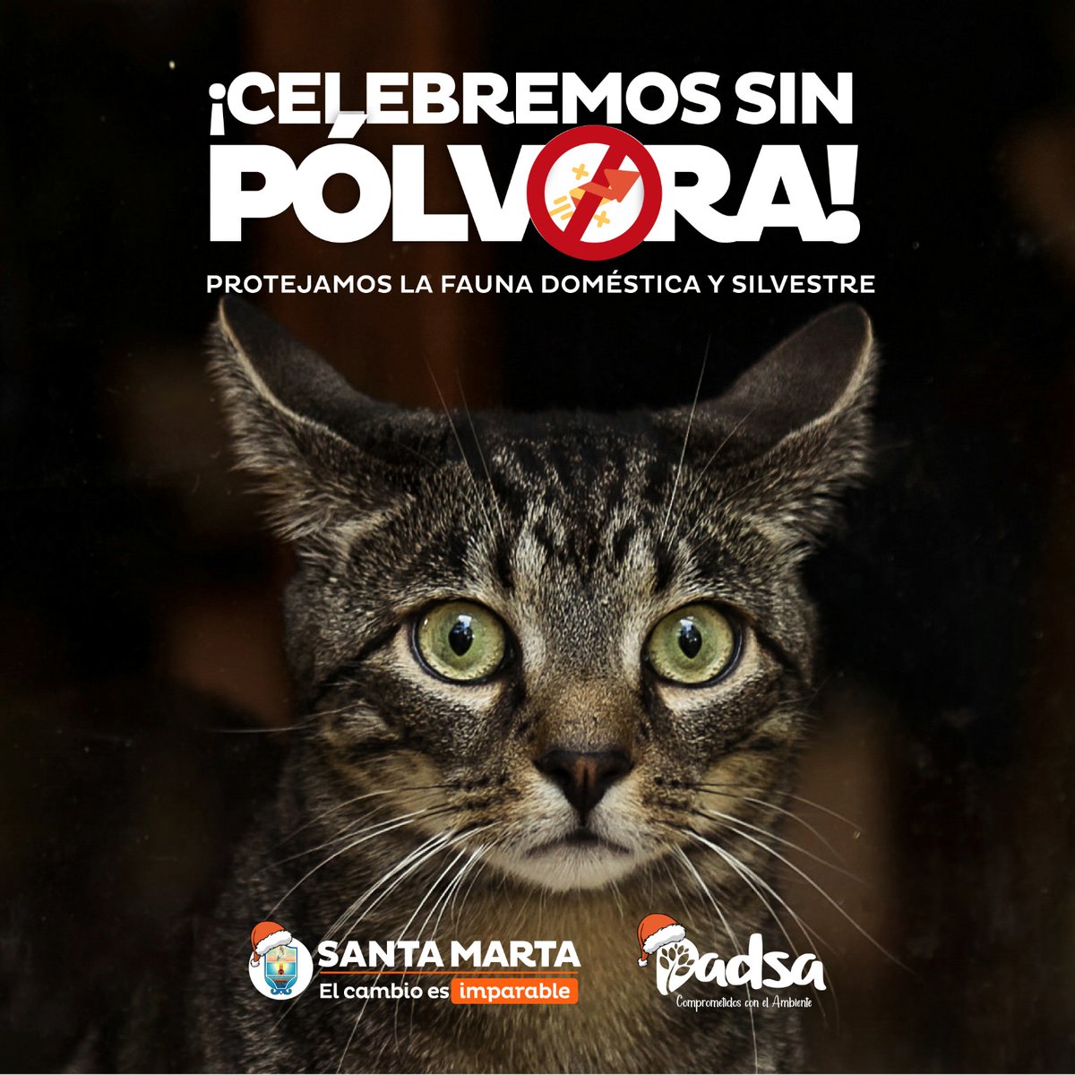 DADSASM's tweet image. Disfruta estas fechas especiales sin pólvora, recuerda que afecta tanto a las personas como a nuestra fauna silvestre y animales en casa. 

@VirnaJohnson @SantaMartaDTCH