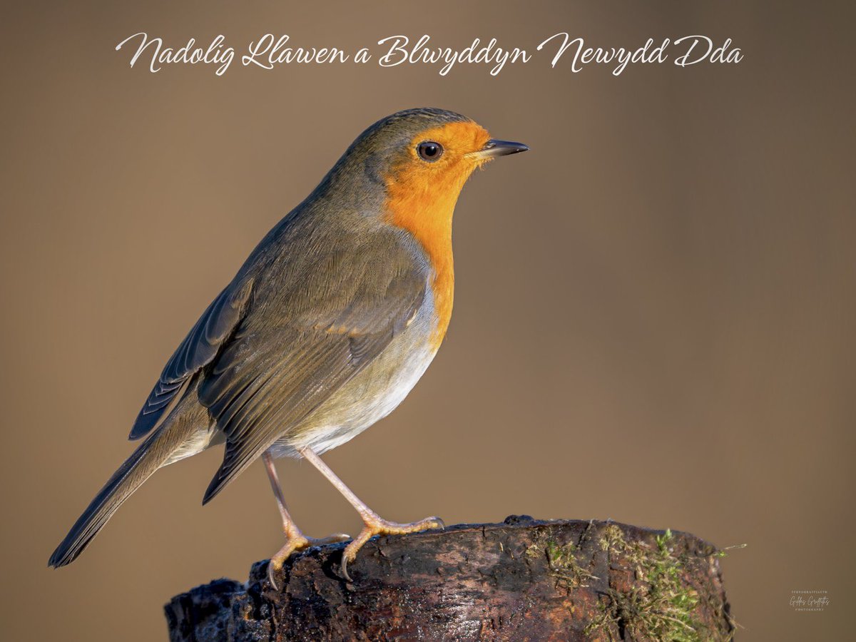 Merry Christmas &amp; Happy New Year