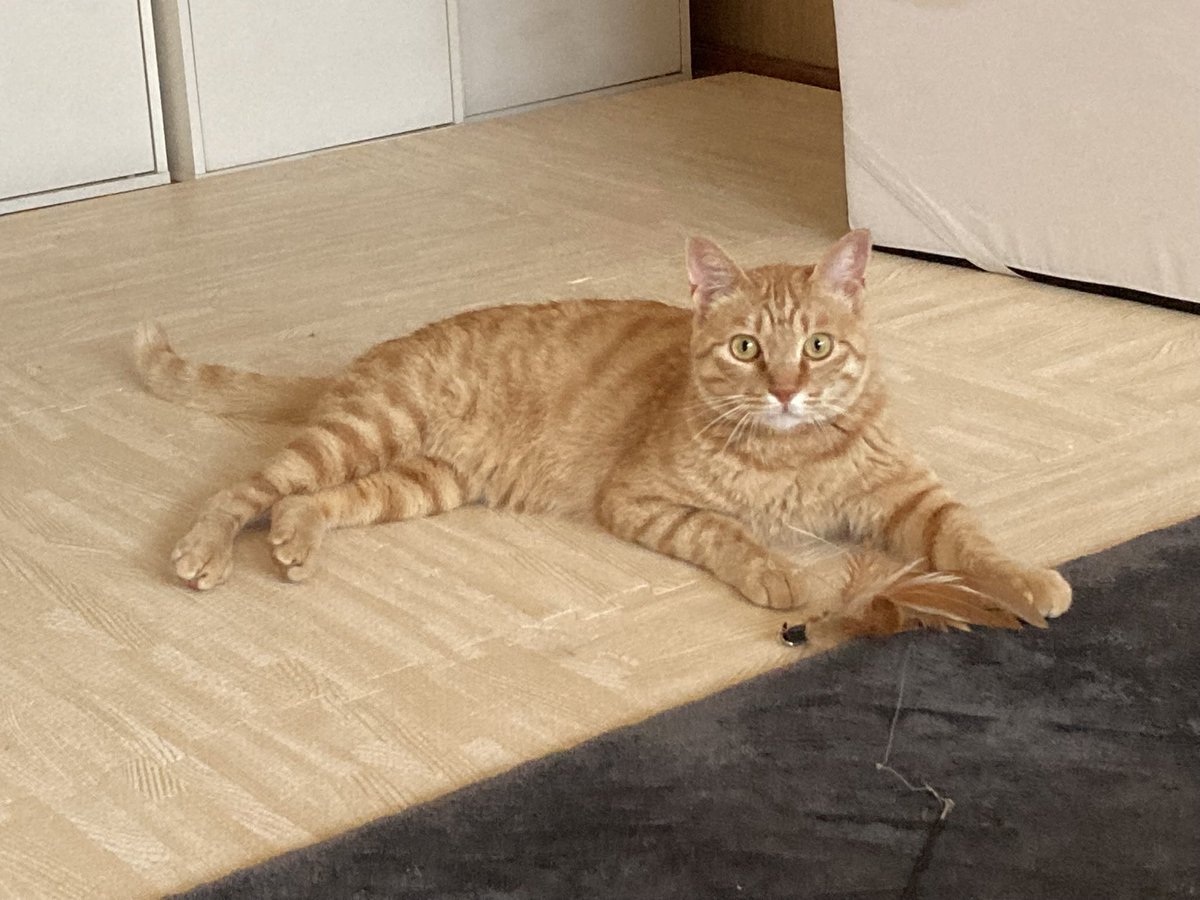 nukuharuchan's tweet photo. 諦めずに捜索を続けております。どんな些細な事でも構いませんのでご連絡頂けると助かります。千葉県も寒さが本格的になり心配しております。
#茶とら　#迷い猫  #耳カット　#船橋市　#本町　#RT拡散希望 https://t.co/kLsUlC4VOk