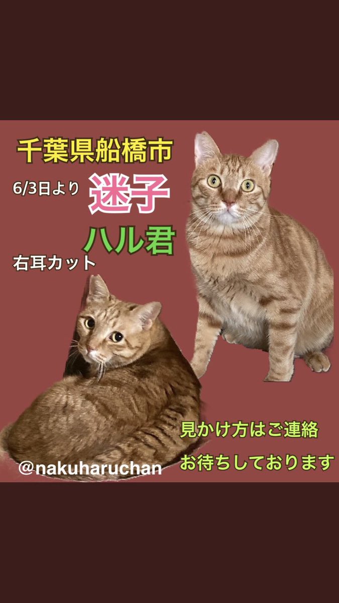 nukuharuchan's tweet photo. 諦めずに捜索を続けております。どんな些細な事でも構いませんのでご連絡頂けると助かります。千葉県も寒さが本格的になり心配しております。
#茶とら　#迷い猫  #耳カット　#船橋市　#本町　#RT拡散希望 https://t.co/kLsUlC4VOk