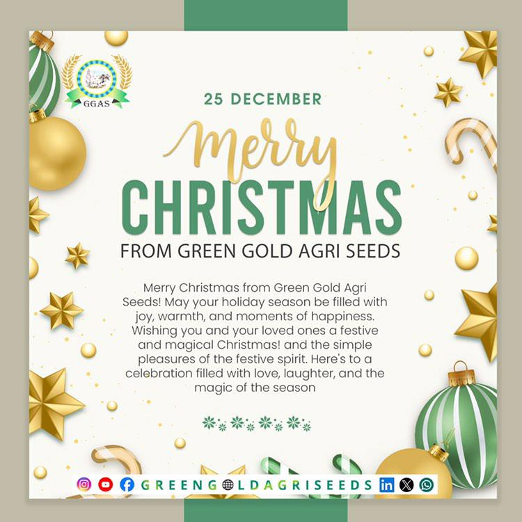 Wishing you a joyous and Merry Christmas from Green Gold Agri Seeds, where the spirit of the season blends with the promise of bountiful harvests! 🌟🌾 #ChristmasGreetings #GreenGoldAgriSeeds #SeasonsHarvestJoy #AgriculturalCelebration #MerryChristmas #GreenGoldAgriSeeds