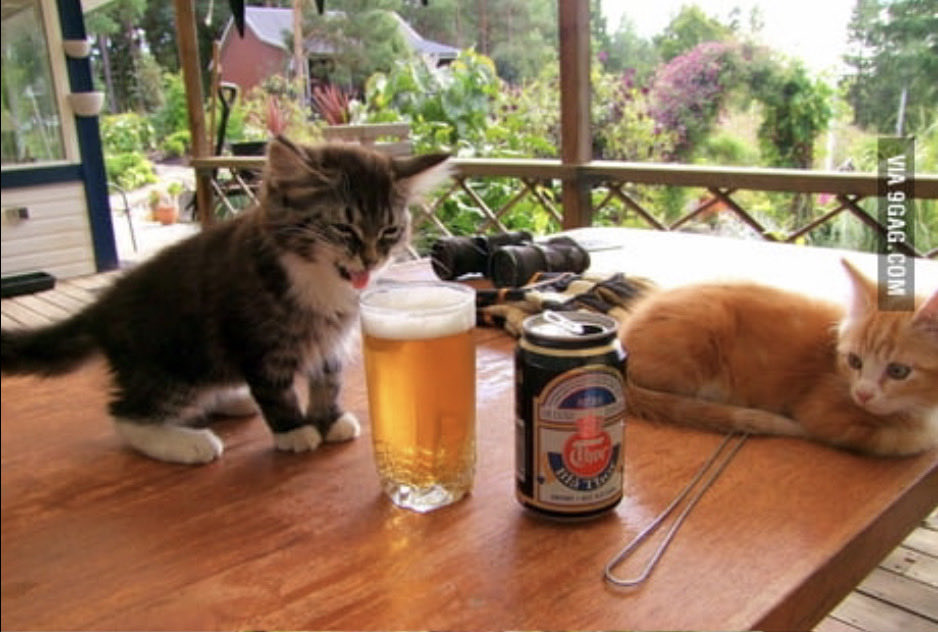 aguacado tweet media