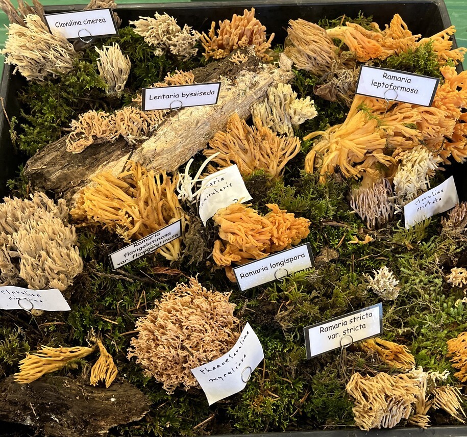 Mystime's tweet image. dailykos.com/stories/2023/1… #Fungi #BackyardScience #DailyBucket #Polypores #Mushroomshow #CoralMushrooms #Puffballs #TurkeyTails #cauliflowerMushrooms #OrangeandScarletCups #Candlesnufffungi #ElfinSaddles Edible mushrooms are delicious!