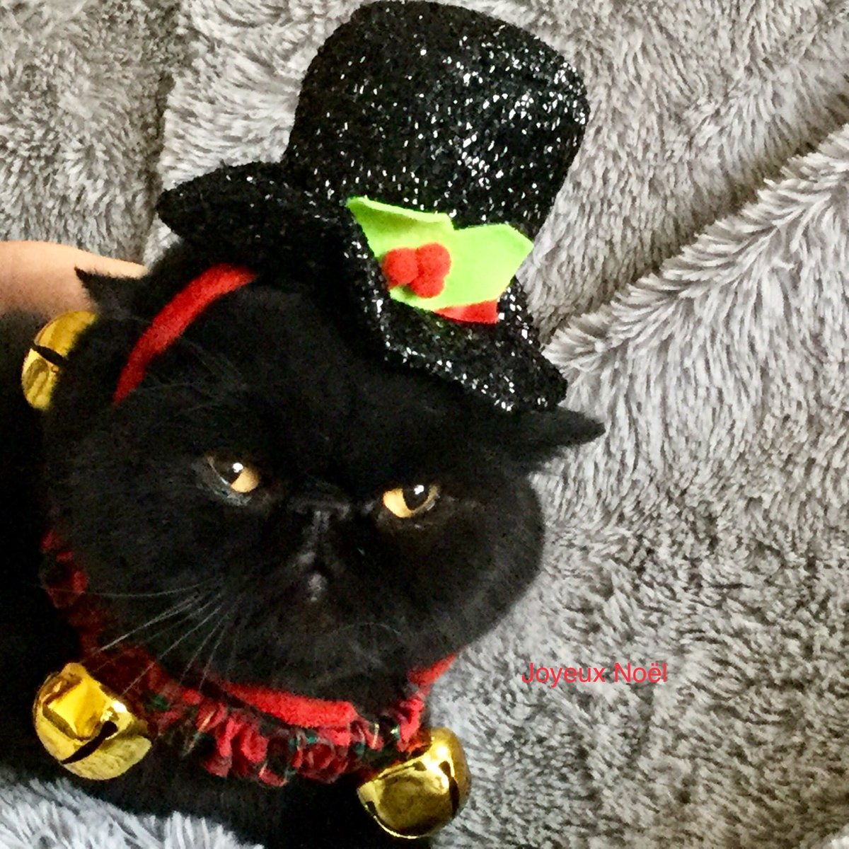 mpaquin2's tweet image. 1er Noël sans ma petite Adèle