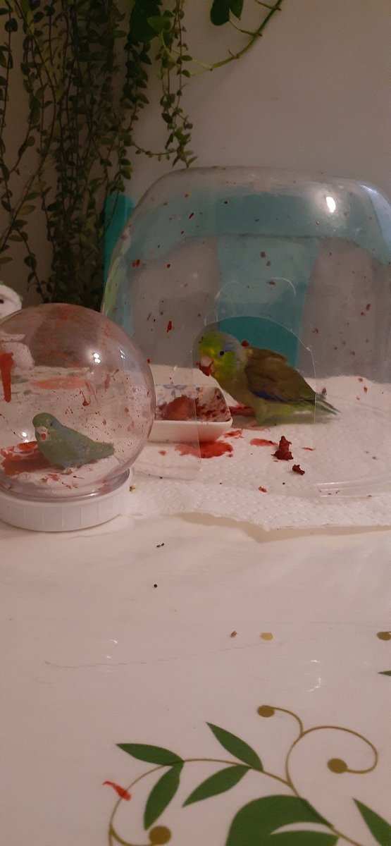 Bruce in his berry eating dome and snowglobe of Bruce in his berry eating dome