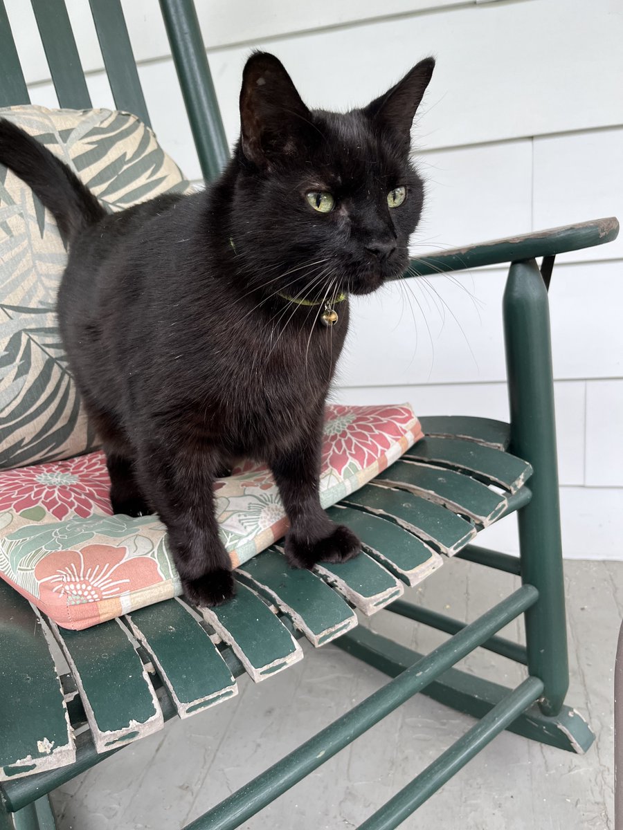 TBrowne1's tweet photo. @lew_jeffrey This is Coal, who is very cool. https://t.co/2gVI1TFbop