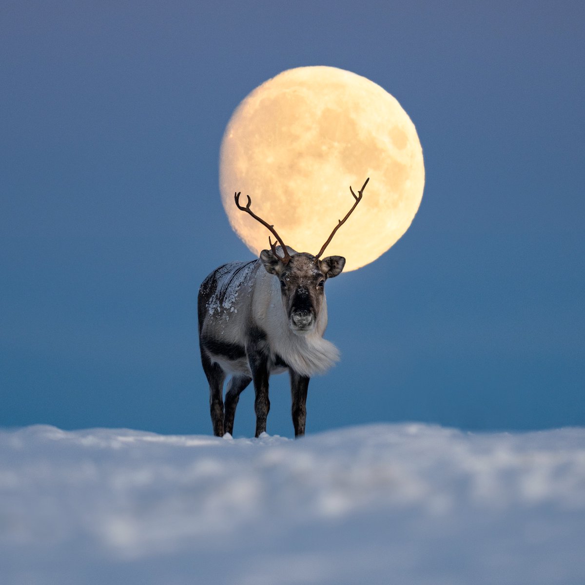 Believe it or not, reindeer do have red(ish) noses. They have 25% more blood vessels in their nose than us. This extra circulation turns their noses rosy and warms the air before they breathe it in. #EarthCapture by Magnus Winbjork via Instagram