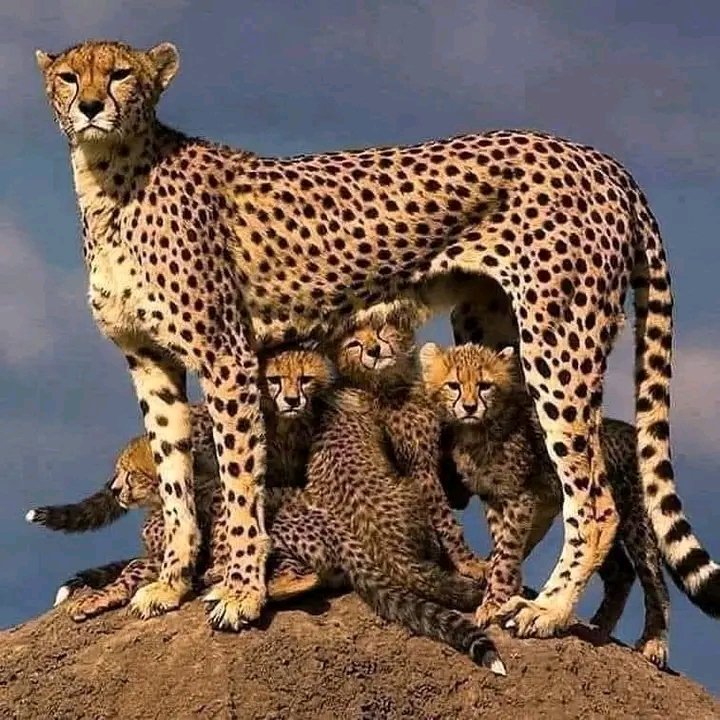 MusaTagal's tweet photo. Cheetah (Acinonyx jubatus): This big cat mainly hunts Antelope and Gazelle in the grassland Savannahs of South &amp; East Africa and some parts of Iran. Fantastic photo of a protective mother with cubs taken by Joseph Kapaito in the Masai Mara, Kenya. https://t.co/YvKZmqiuzs