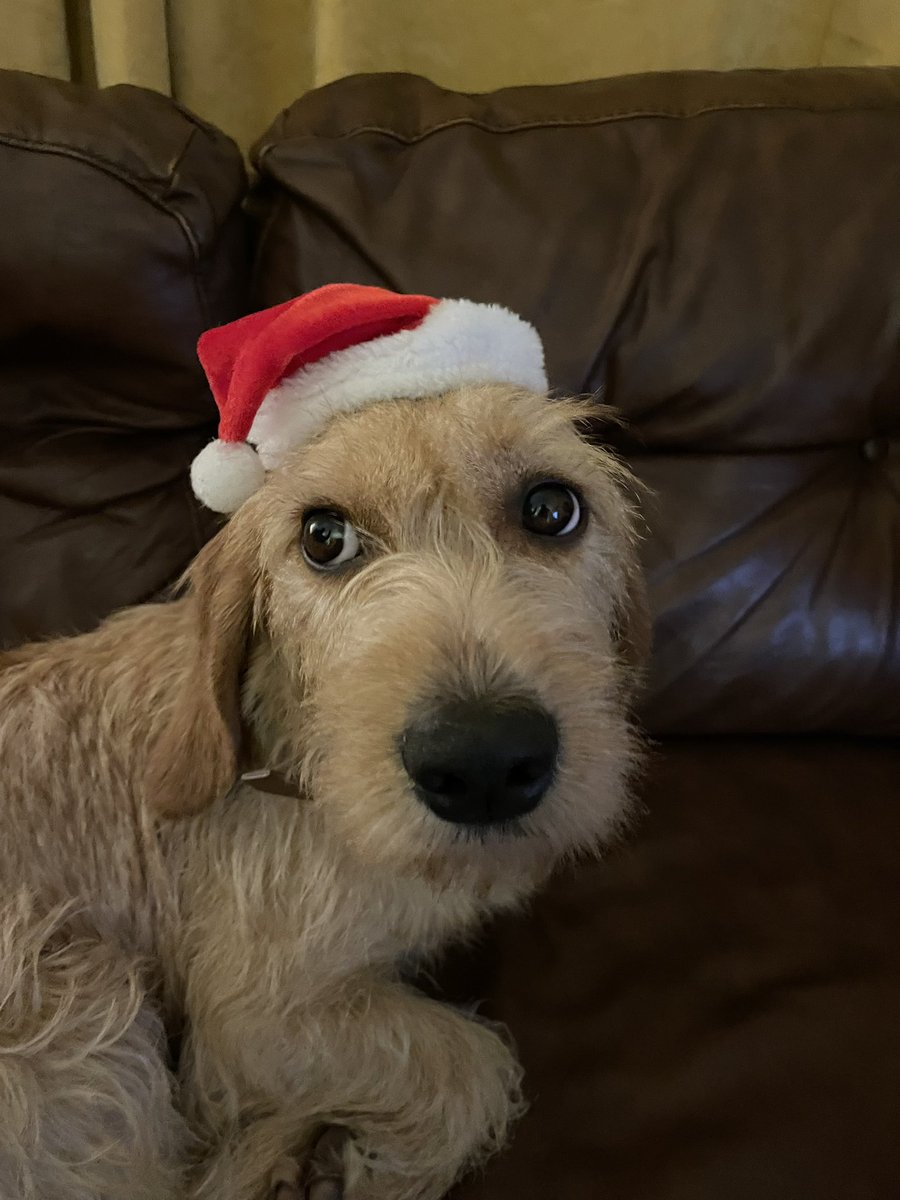 SeanGameDesign's tweet photo. Have a trexcellent xmas everyone! 🦖🎅🎁 https://t.co/kKG8WKOhk3