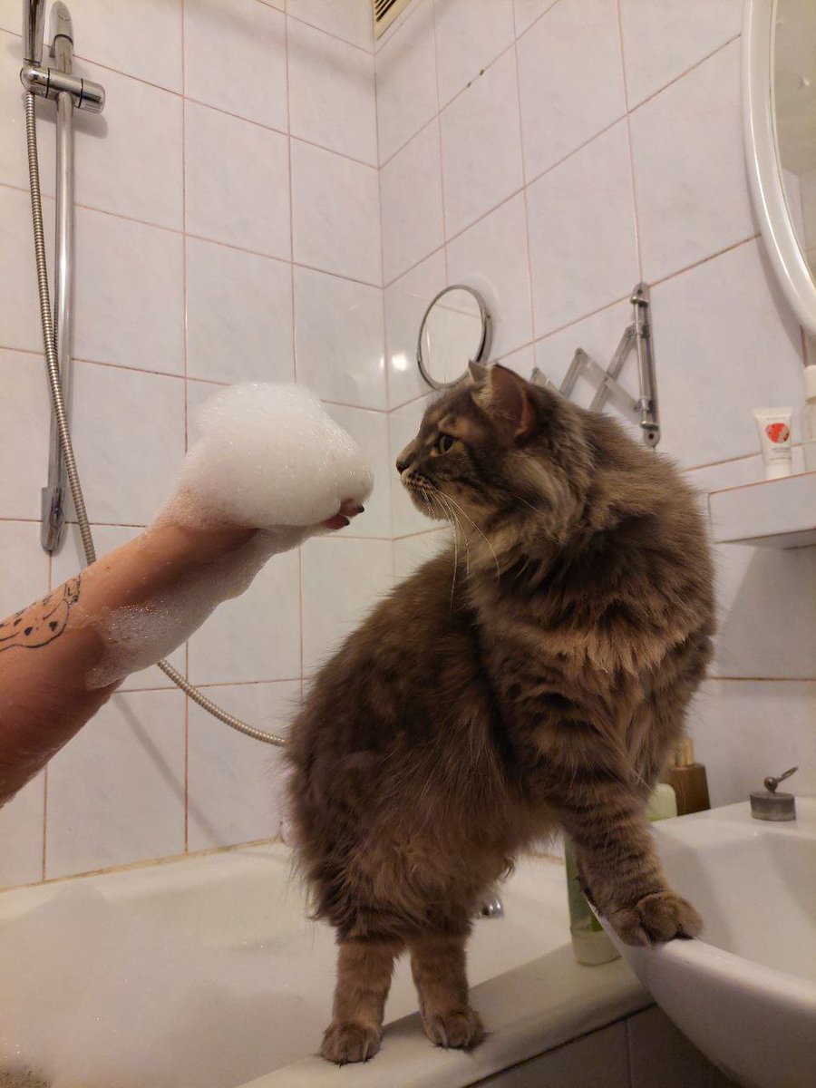 kitten_countess's tweet photo. Пахне мандаринками, фу https://t.co/ZlTf6b2Ekz